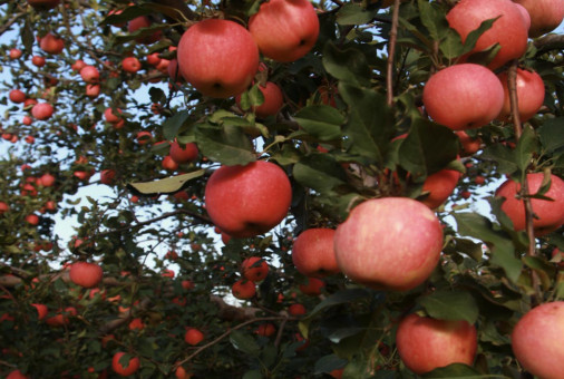 网上配资平台 秋实累累|金秋硕果·延庆采摘之旅 ——长城脚下的果香、美食与宿梦